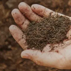 Dłoń trzyma nawóz, który wygląda jak popiół z pelletu, z widocznymi drobnymi włóknami.