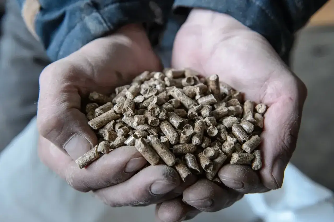Dłonie trzymające garść pelletu drzewnego. Zastanawiasz się, ile kosztuje paleta pelletu?